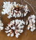 brownstem coral Pocillopora damicornis